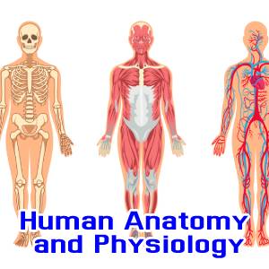 Human Anatomy and Physiology